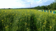 Pastoral la rapiţă
