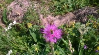 Albină pe floare de scaiete, culege nectar pentru miere polifloră